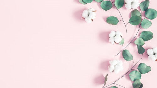 Spray of leaves and flowers to the right of a pale pink background