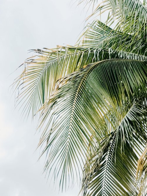 palm tree against a sunny sky