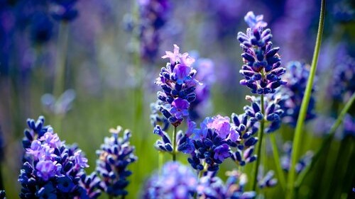 Close up of fresh flowering lavender, great for smell training