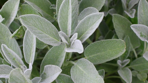 close up of a sage leaf plant