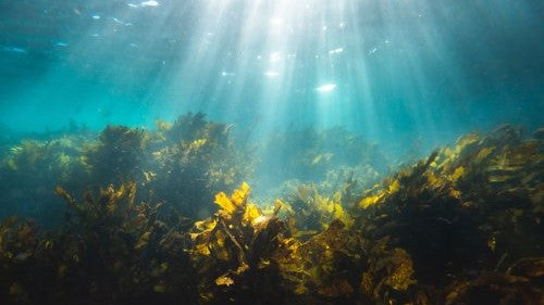 Health Benefits of Sea Kelp Tablets